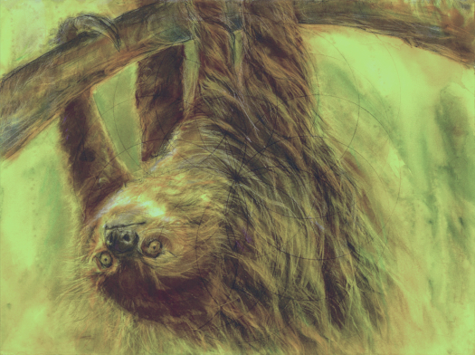 Judith Brandon Sloth